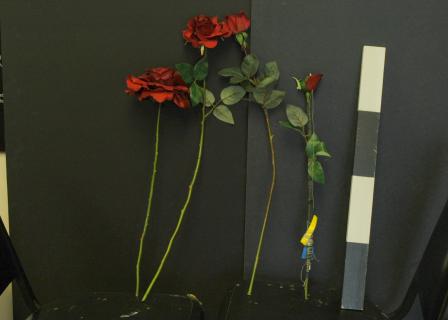 Beauty and the Beast - Partial set/props plot